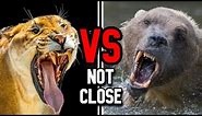 Liger vs Grolar Bear | Who Is The Strongest Hybrid?