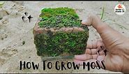 The easiest way to grow moss on brick (Pleasant and Relaxing build) | Garden Growth |