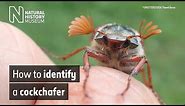 How to identify a cockchafer May bug | Natural History Museum