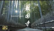 【リトル京都】報国寺・鎌倉 | Hokokuji temple/ Kamakura Japanese Bamboo Garden of Japan