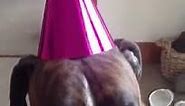 Boxer dog sings happy birthday
