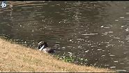 Video shows river otter swimming, playing in Bluffton pond. It even caught its lunch