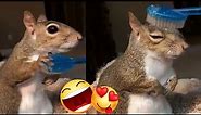 Cute Squirrel wants some Brushing 🐿️ - Relaxing and Funny animal video