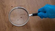 Bed bugs: How to prevent the unwanted globetrotters