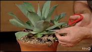 How to Prune Agaves |Jeff Pavlat |Central Texas Gardener