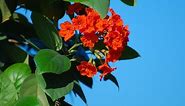 Cordia sebestena - most beautiful of the West Indian trees