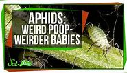 Aphids: Weird Poop, Weirder Babies