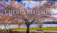 Blooming Tree - 8K Animated Wallpaper with Relaxing Piano Music - Cherry Blossom at Lakeshore
