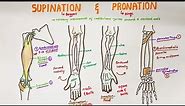 Supination and Pronation in forearm | Anatomy