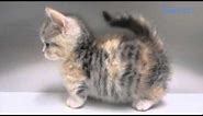 This Is a Munchkin Cat, AKA the Corgi of the Cat World