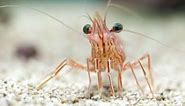 Did you know that the heart of a shrimp is located in its head?