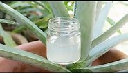 How to make Aloe Vera Gel at home from scratch