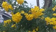 I like this blooming yellow flowering plants #adsonreelsmonetization #viralreels #sg #viral | サコボ マリー