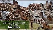 Bringing the Zoo to You: Giraffes