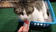 Cats Try Delectables Squeeze Up Cat Treats For The First Time