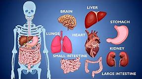 Learn Human Body Parts / Human Body Organs / Animation / Human Organs and Their Functions Biology