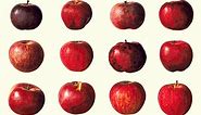 The Ultimate Apple Guide to 85 Varieties, From Heirlooms to Hybrids
