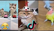 ZKUS SE NESMÁT! - Vtipná Videa ZVÍŘATA TikTok 😹: Zvířecí Speciál, Vtipné Kočky! 2020 (kompilace #3)