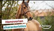 The Hanoverian horse I characteristics, origin & disciplins