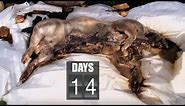 Time Lapse Pig Decomposition | Secrets of Everything | Earth Science