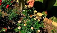 Miniature Roses with Brenda Johnson