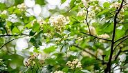 The Washington Hawthorn Tree: Late Blooms and Beautiful Berries