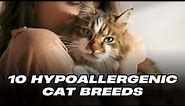 Top 10 Hypoallergenic Cat Breeds