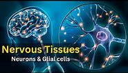 Nervous tissue, || Nervous tissue histology, || Nervous tissue anatomy and physiology