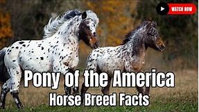 Pony of the Americas Horse Breed Facts In United States