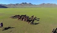 Stock Video Man On Horseback Trying To Catch Free Wild Horses O Animated Wallpaper
