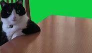 thoughtful cat sitting at the table listening to radiohead | Green Screen FULL HD