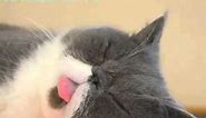 Cutest Derp Face on a Sleeping Cat