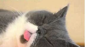 Cutest Derp Face on a Sleeping Cat