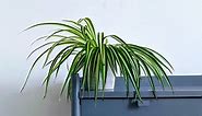 13 Best Houseplants With Long Thin Leaves (With Pictures!) - HouseplantsCorner - The Houseplants Experts