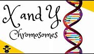 X and Y chromosomes explained