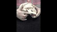 Male Female Skull Comparison