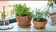 How To Grow Thyme at Home indoors | Grow Herbs in Pots - Gardening Tips