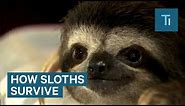 How Sloths Use Their Slow Motion To Their Advantage