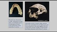 CARTA: Origins of Genus Homo – Philip Rightmire: Dmanisi Variation and Systematics of Early Homo