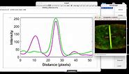 How to plot profile intensity for multiple fluorescence images in ImageJ