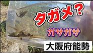 [ガサガサ]大阪府能勢でタガメを狙う。意外な魚が多数！！【川遊び・生き物採集】