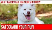 Signs of a Broken Tail in Dogs: What to Look For