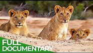 Secrets of the Namib - A Desert Bursting with Life | Free Documentary Nature