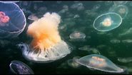 Fried Egg Jellyfish Hunts in a Swarm of Aurelia | Life | BBC Earth