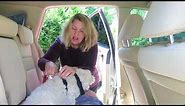 How To Use a Dog Travel Harness In The Car