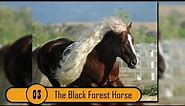Black Forest Horse - Great Looking Horse