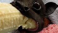 Rescued bat eat banana