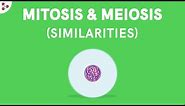 Similarities between Mitosis and Meiosis | Don't Memorise