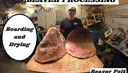 BEAVER: Boarding And Drying A Beaver Pelt | How To Guide | Part 3 of 3