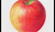 Painting Watercolor Apple